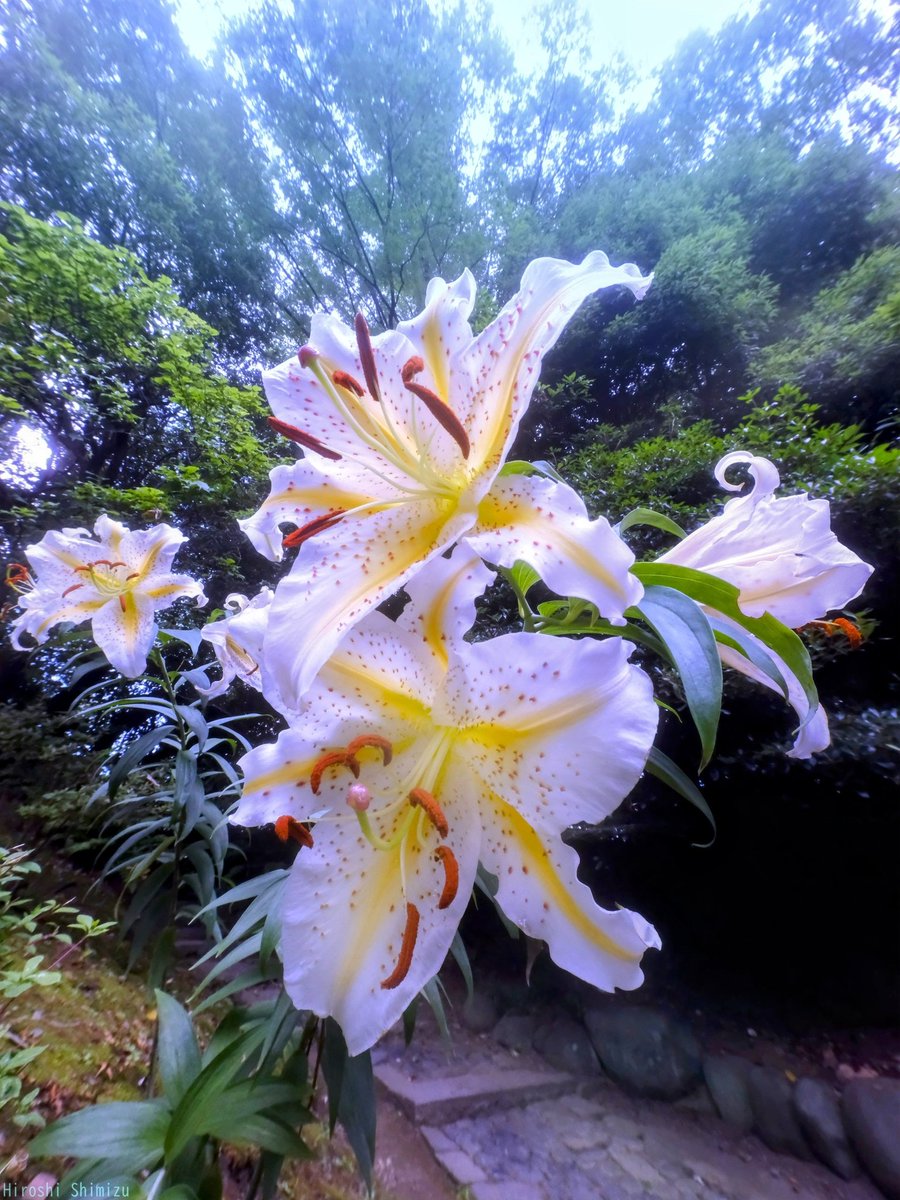 夏の活気を吸収して
咲いているような
大輪のヤマユリ