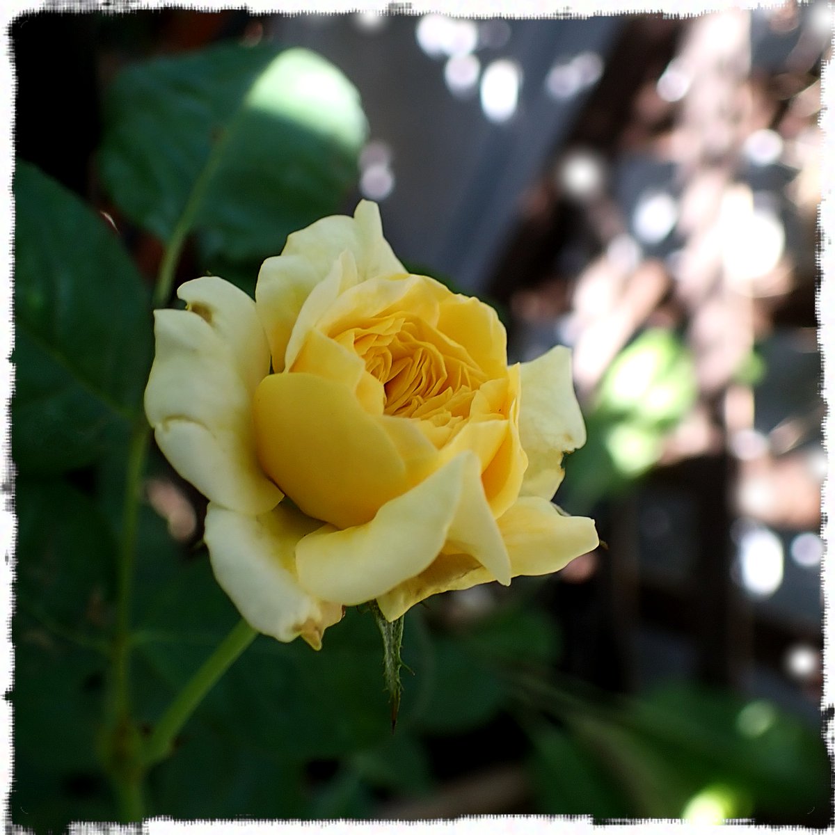 rsmya's tweet image. 庭のお花
少し小ぶりだけど
また咲きだしました😆
薔薇 スマイル ハニー ローズ
くまのプーさん✨
🌹Rose Smile Hunny Rose / Winnie the pooh🌹