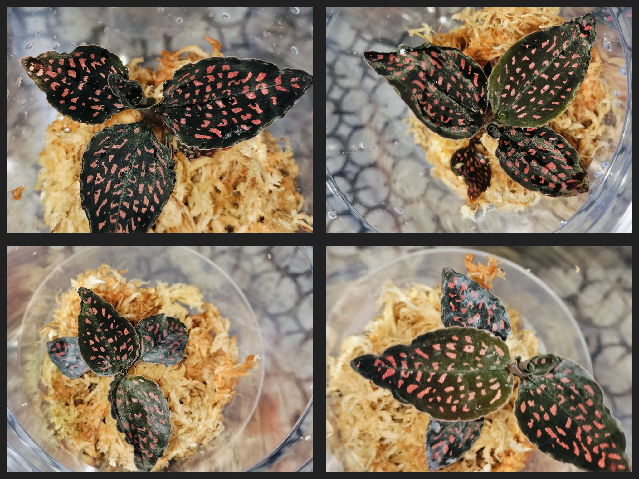 りよ☆さん提案価格 Microchilus tridax red 2株 ジュエルオーキッド,tridax red 【公式通販】