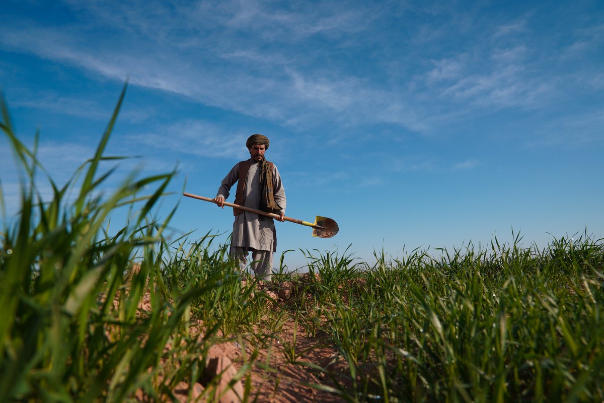 FAOAfghanistan's tweet image. Wheat nourishes Afghanistan🌾
Since 2021, @FAO with support from @ADB_HQ, @eu_echo, @JapaninAFG, @MOFAKuwait, @Sida, @OCHAAfg, @WorldBank, @DanishMFA & @MFATNZ, assisted 2.3M Afghan families grow more wheat, reaching more than 16.1M people.
bit.ly/3Gg34WR