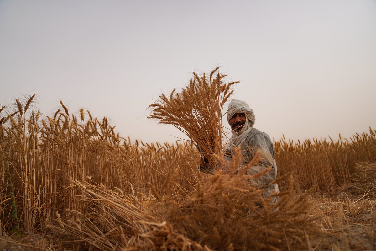FAOAfghanistan's tweet image. Wheat nourishes Afghanistan🌾
Since 2021, @FAO with support from @ADB_HQ, @eu_echo, @JapaninAFG, @MOFAKuwait, @Sida, @OCHAAfg, @WorldBank, @DanishMFA & @MFATNZ, assisted 2.3M Afghan families grow more wheat, reaching more than 16.1M people.
bit.ly/3Gg34WR
