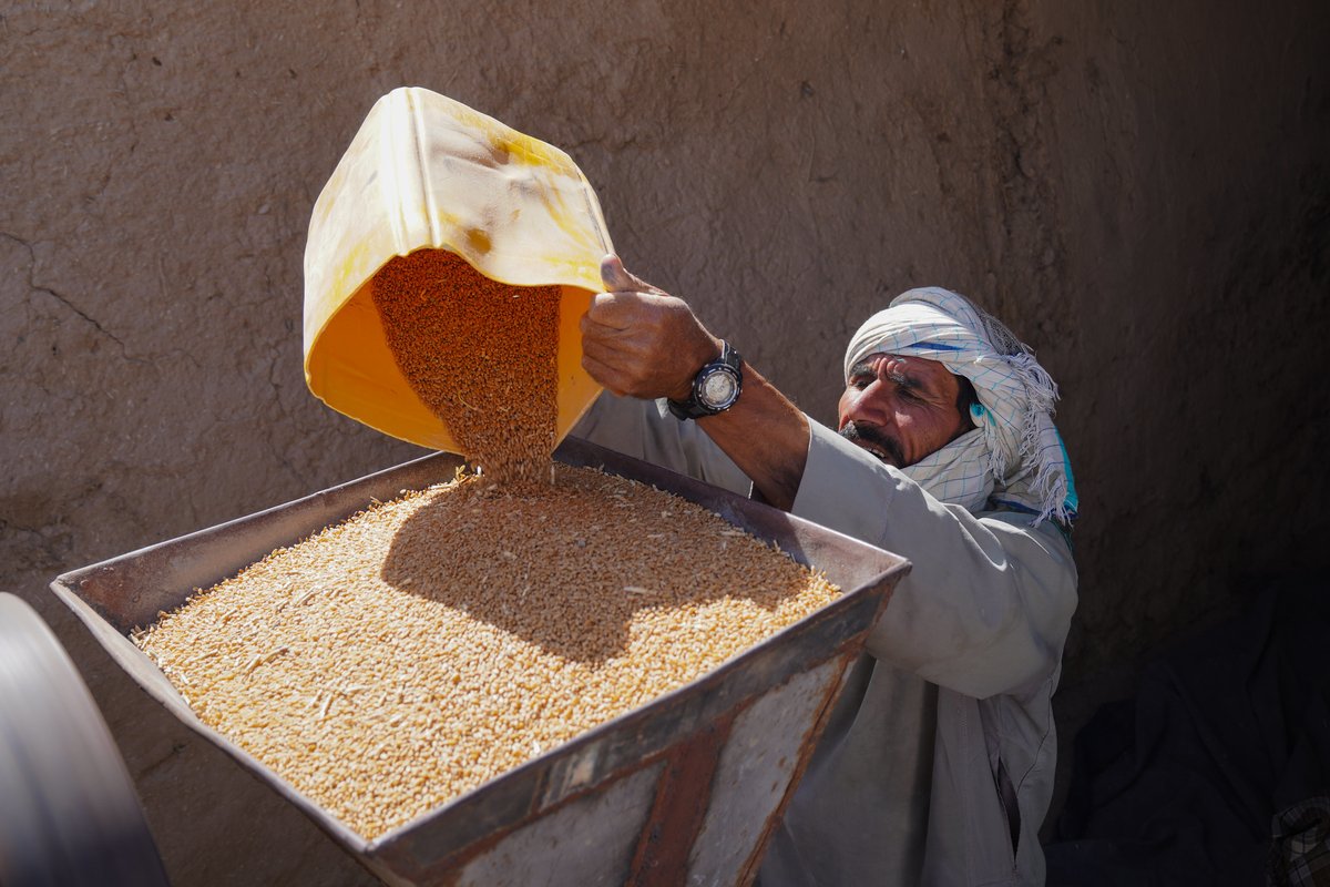 FAOAfghanistan's tweet image. Wheat nourishes Afghanistan🌾
Since 2021, @FAO with support from @ADB_HQ, @eu_echo, @JapaninAFG, @MOFAKuwait, @Sida, @OCHAAfg, @WorldBank, @DanishMFA & @MFATNZ, assisted 2.3M Afghan families grow more wheat, reaching more than 16.1M people.
bit.ly/3Gg34WR