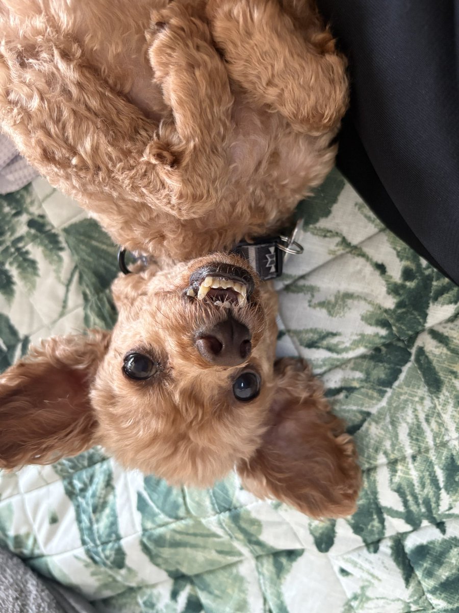 毎日 暑くってバテバテよー

夜中 リビングに 大量のぴーぴー💩した模様

困った アロっべでした😱