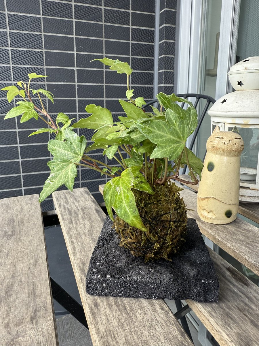 ただいま、軽井沢で作った苔玉ちゃん。
留守の間も元気で何より🌱