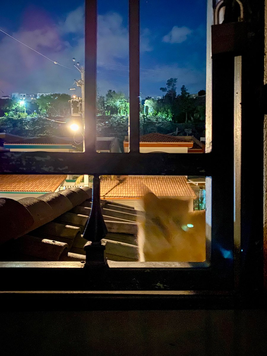 thedividingline's tweet image. #WindowCat. 

#Cat #Pet #Love #PussyCat #KittyCat #Kitty #Larry.