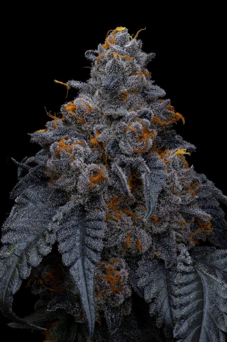 Dave hunted this one, Cherry West (Cherry Pie x Cherry Pie) {male) hit to the Gary Payton {female}… 129 phenos, this is the #2 and mostly leans Cherry Pie big bigger, more color, stronger terps 💪🏼