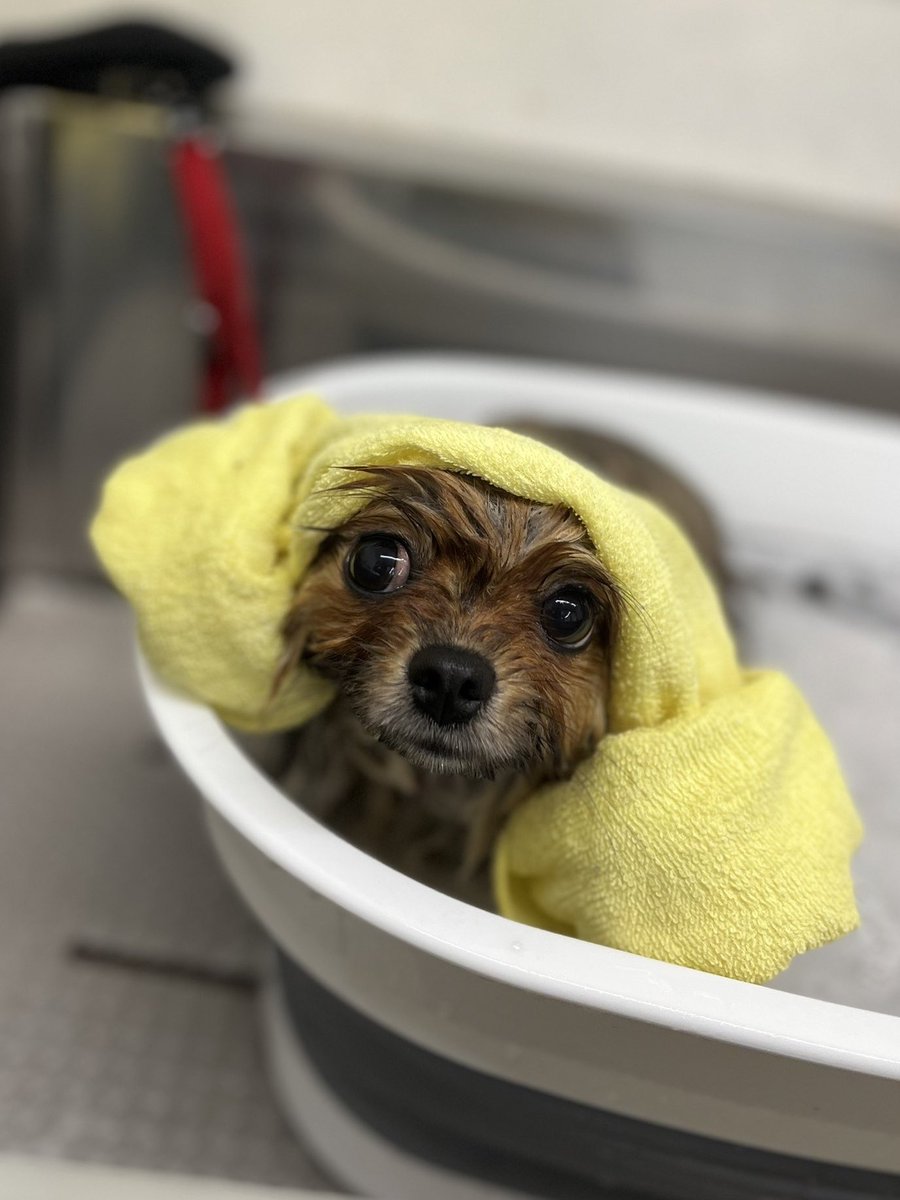 jun_pomeranian's tweet image. ママは半年美容院行ってないけど、毎月サロンに行き泥パックまでやってもらってツヤピカさらふわ偉い偉い偉いポメラニアン