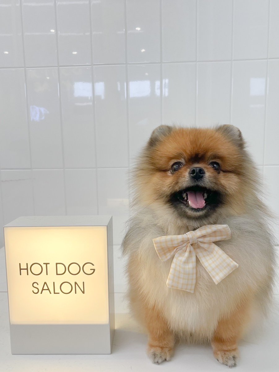 jun_pomeranian's tweet image. ママは半年美容院行ってないけど、毎月サロンに行き泥パックまでやってもらってツヤピカさらふわ偉い偉い偉いポメラニアン