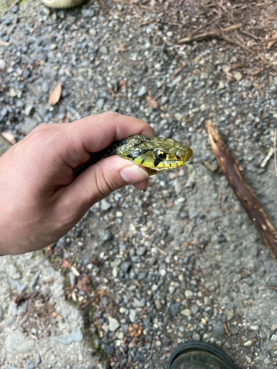 ForestersPRO's tweet image. 暖かくなり始めて山に入る方が増えると思いますが、野生動物には十分注意してください。
(爬虫類に慣れている職員が扱っています。くれぐれもマネせず危険な動物に遭遇したら速やかに撤退するようお願いします。)