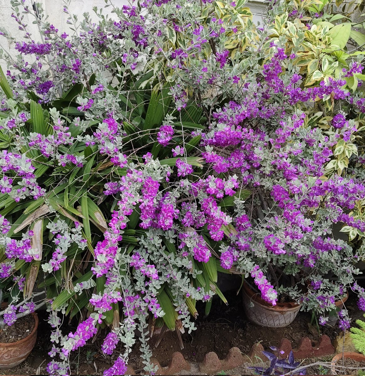 Had to share !  A tumble of mauve in wild abandon in our garden bed today. 
#tuesdayvibe #haveaniceday