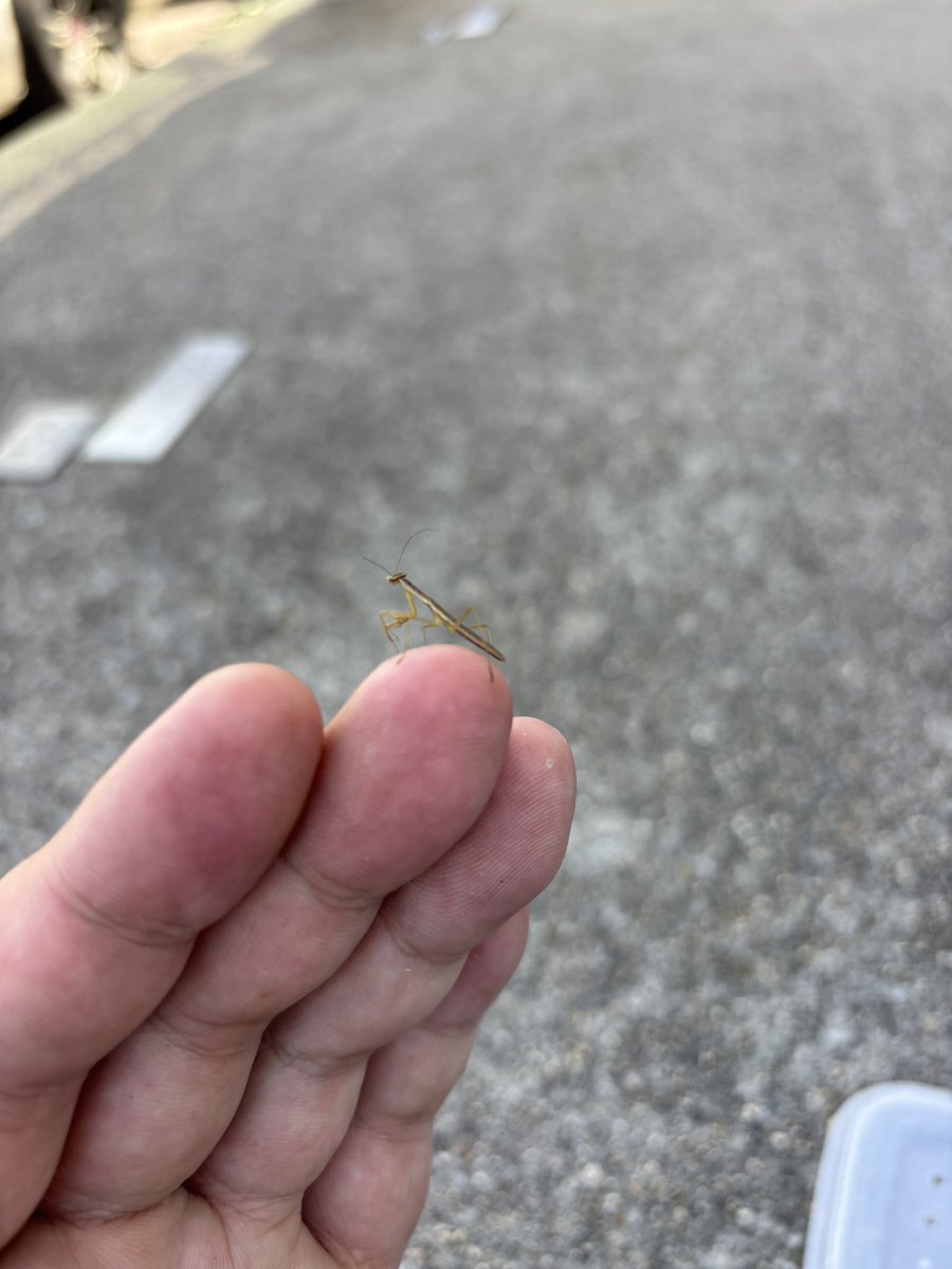 家の近くに変なのいると思ってよく見たらカマキリの赤ちゃんでした😳
こんな町にいるの珍しすぎて思わずパシャリ📷
可愛いわーw
#函館　#カマキリ