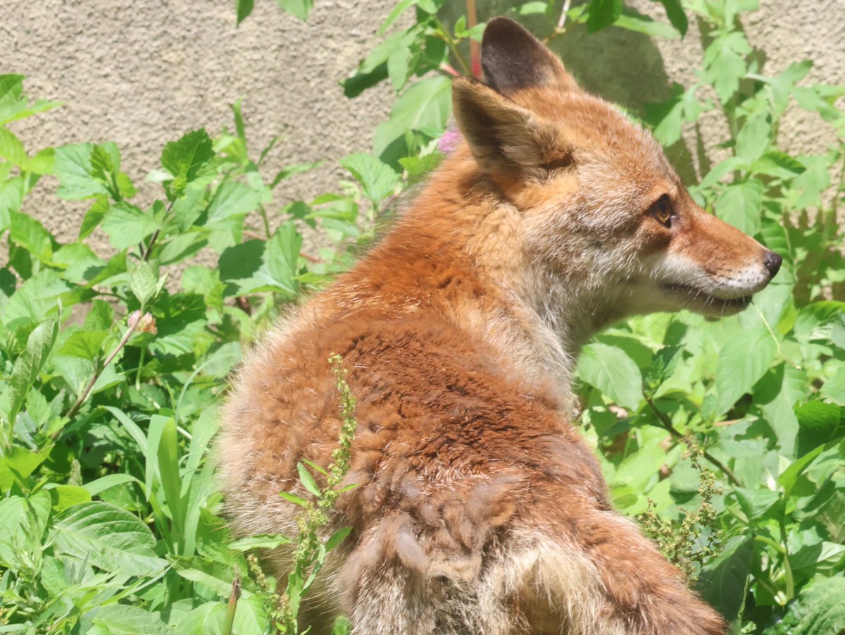 初めましてのヒデキー！！🦊
昨日は会えなかったのですが、今日はなかよしガイドの際に会えました！！(*´꒳`*)
せっかくのツーショットがはっさくちゃま白飛びしてる〜🤣
お部屋すぐ戻っちゃうけどとても活発！
#ZOOMO #ホンドギツネ #キツネ
#はっさく #ヒデキ