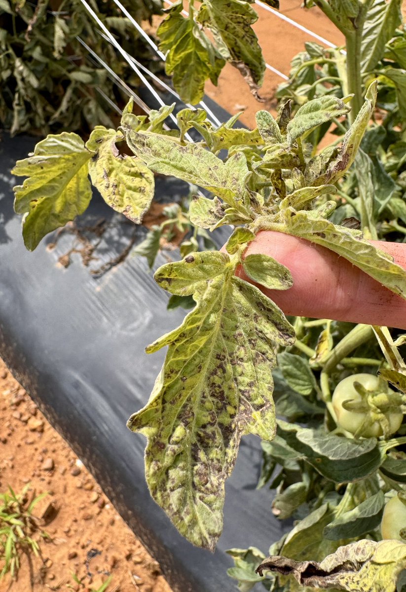 Tomato Tuesday: Tomato spotted wilt virus symptoms. Plants are stunted; upper leaves b/c distorted &amp; turn pale green. Dark spots are often visible on infected leaves; leaves take on a bronzed appearance. Thrips vector the virus; resistant varieties are available #Virus #Tomato