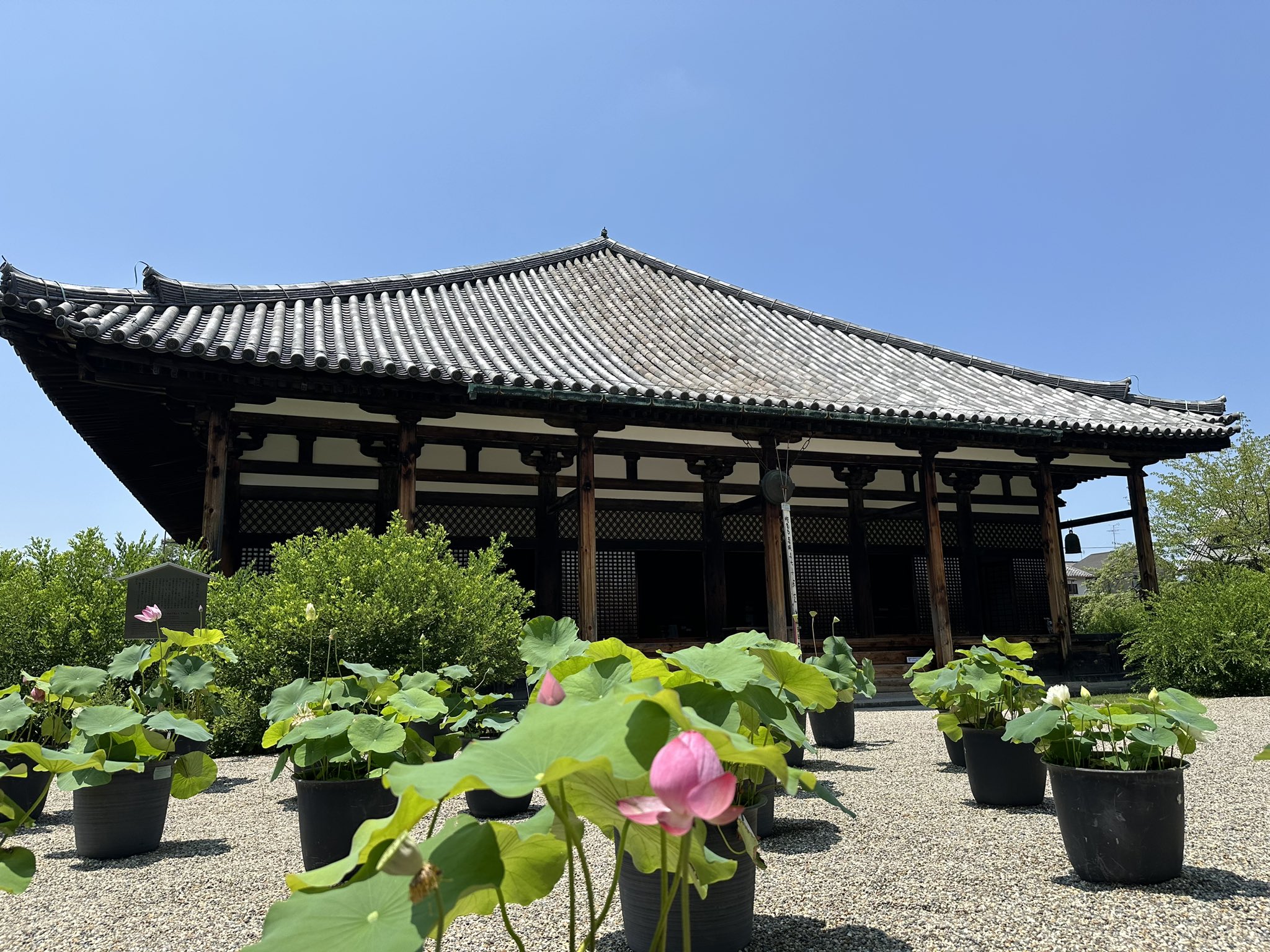 【令和7年7月7日七夕セール】バラパック　10種類セット　フォロワー様限定 令和7年7月7日7時7分 - Search / X