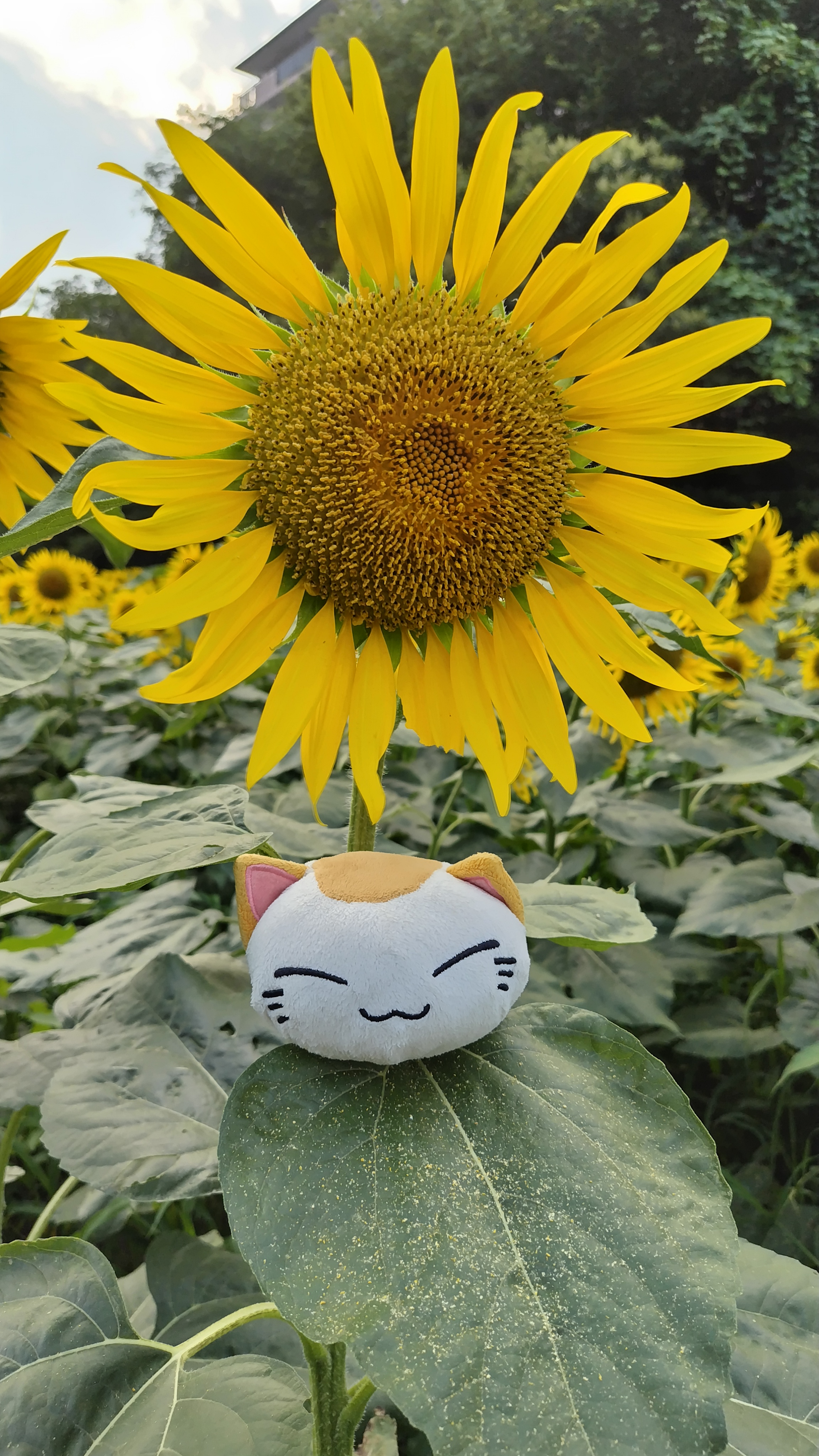 ねむねこページ MYZOO マイズー 宇宙船GAMMA (オーク) 壁付けタイプ猫用ベッド