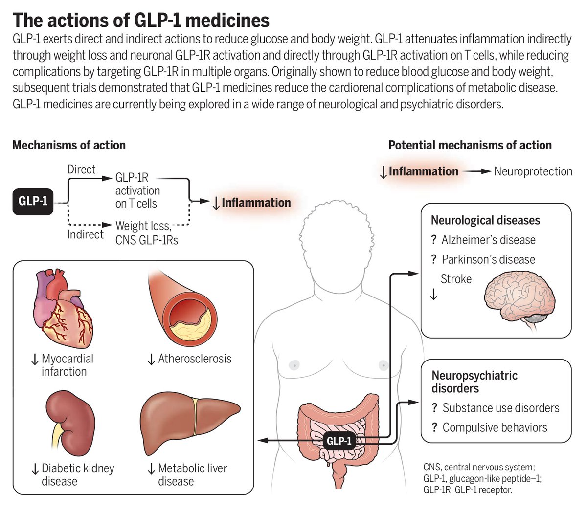 A 2024 #SciencePerspective highlights the growing body of evidence that hints at the potential of GLP-1–based medications in treating conditions other than diabetes and obesity, including cardiovascular disease and neurodegenerative disorders.

Read more: scim.ag/4iJ5Tyg