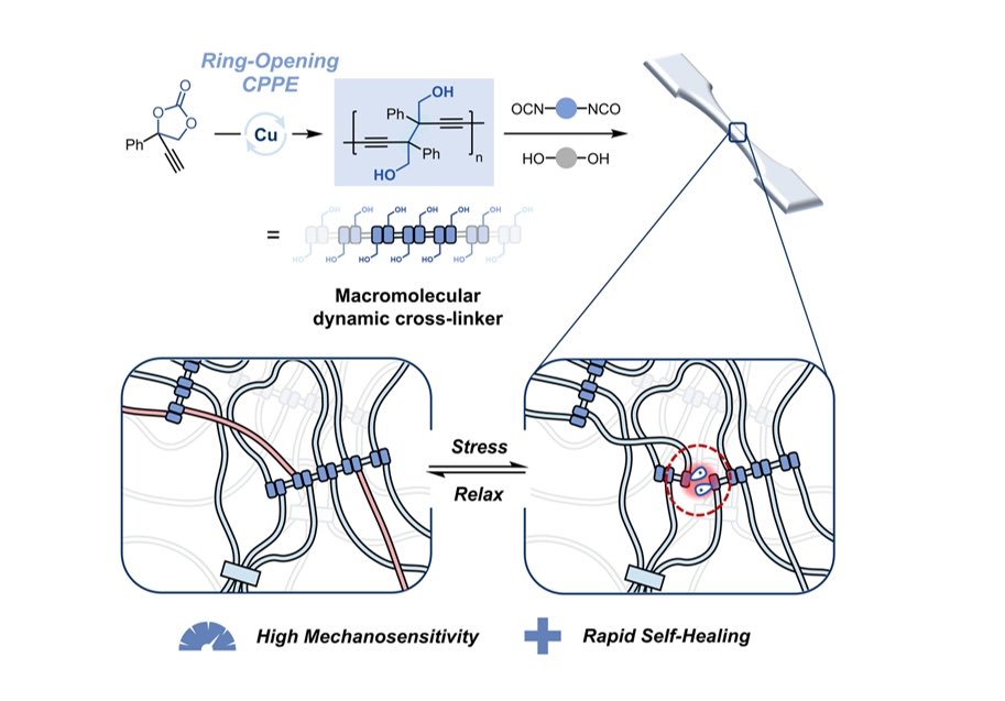 🔬 Dynamic Self-Healing Polymers! Prof. Rong Zhu's team (@PKUChemistry) pioneers Cu-catalyzed RO-CPPE: • Builds mechanophores via cumulene intermediates • Weak C-C bonds enable force-triggered radical reshuffling • 1.8 wt% additive boosts PU elastomer strength + room-temp