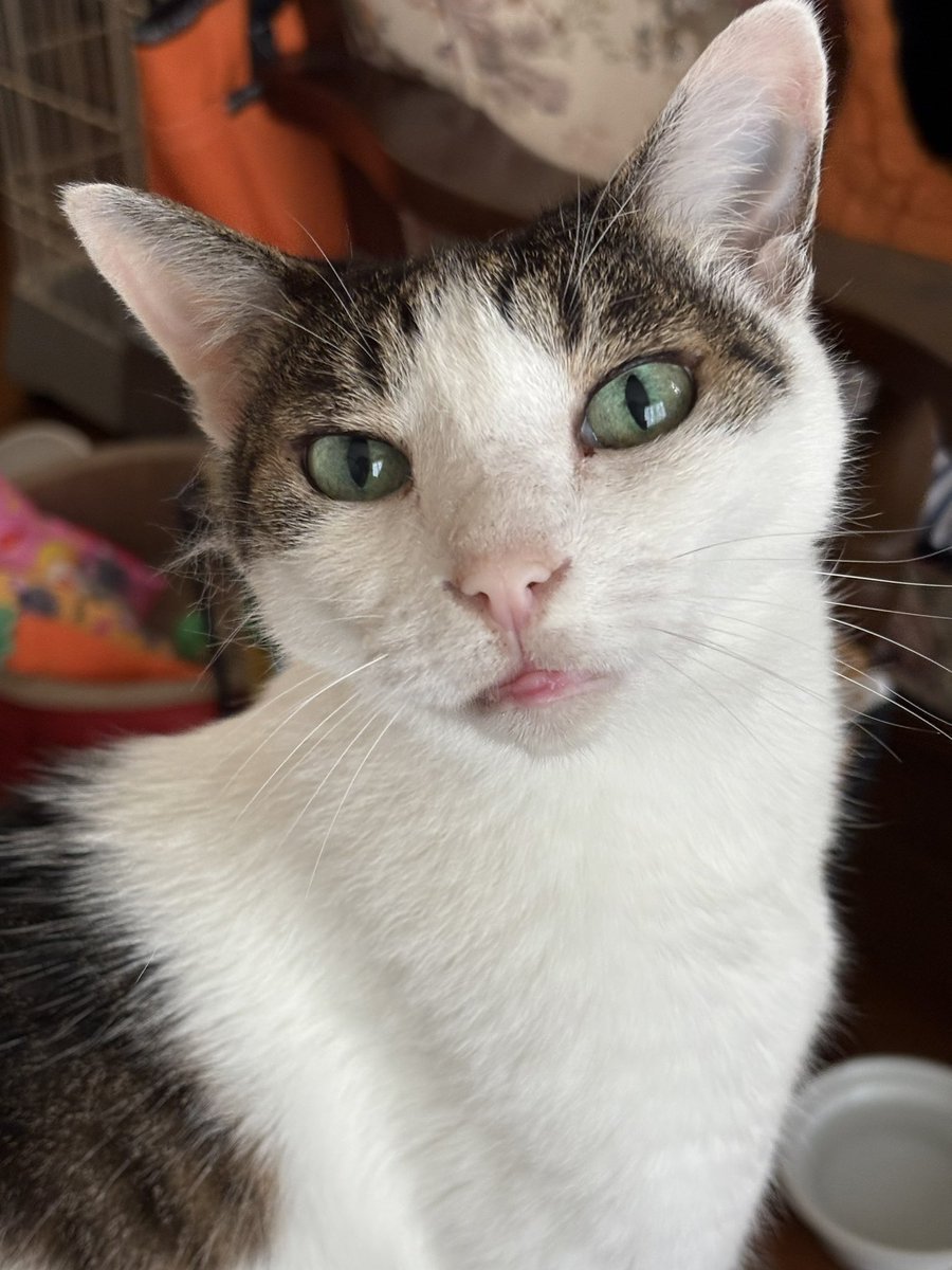 舌ペロ👅ゆき助さん😺

#猫
#猫のいる暮らし