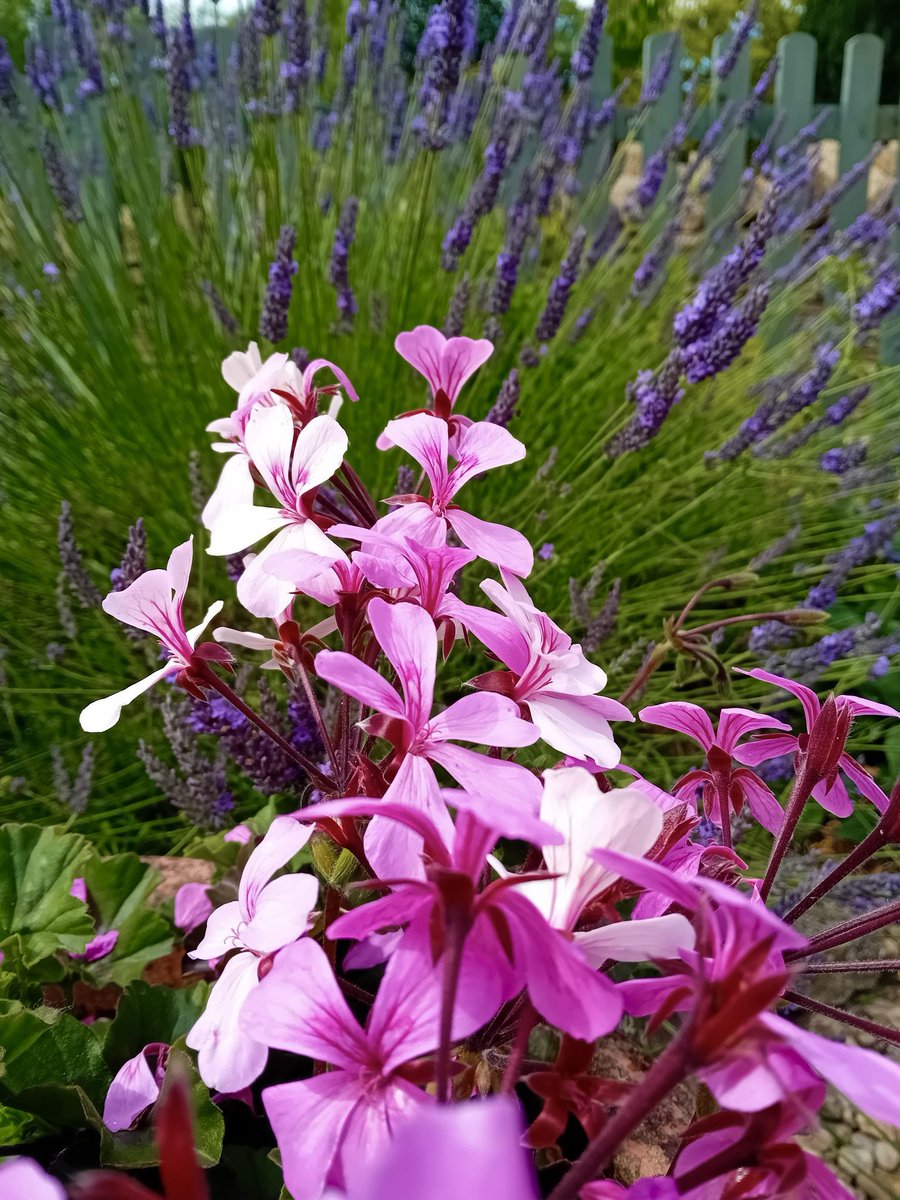 The Chestnuts garden Pop of Colour #garden #holidaycottage #geraniums #summerplanting