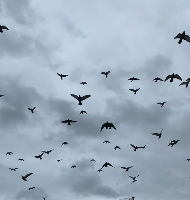 梅雨の季節には、鳩が機嫌を損ねているようです!