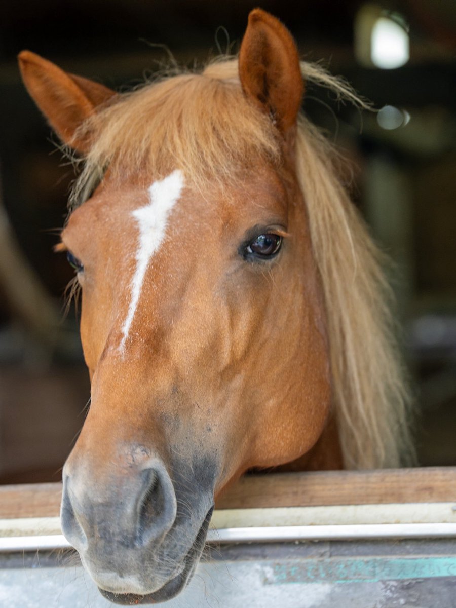 tonari3939's tweet image. モデル歴７年🐴

#うま