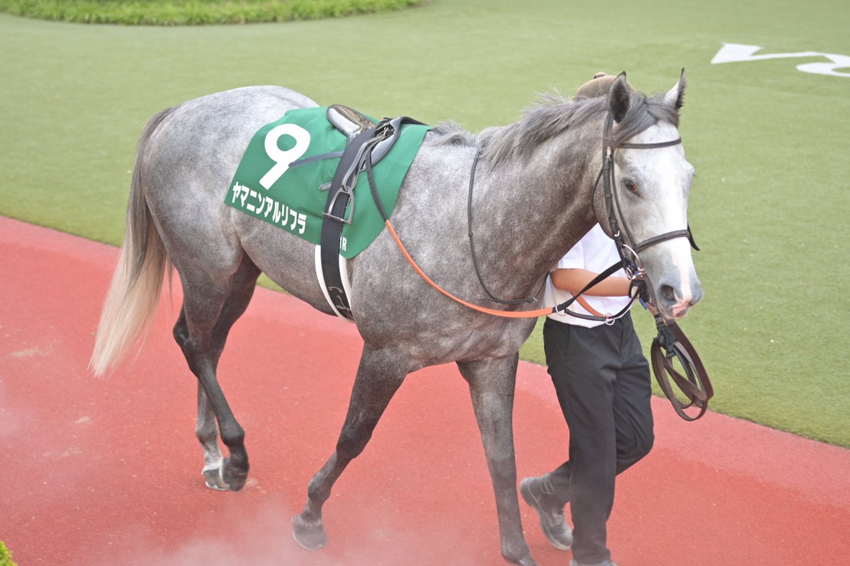 itoaoi_fgmf's tweet image. 北九州記念はね…複勝で少しだけ当たりました✨
芦毛さん可愛い🐴
そして密かに信じてたアブキールベイさん頑張ってくれて嬉しい🐴
ヨシノイースターさんは最大ハンデで頑張りました🐴
ヤマニンアルリフラさんおめでとう🎉
#競馬好きVTuber
#福岡
#新人VTuber