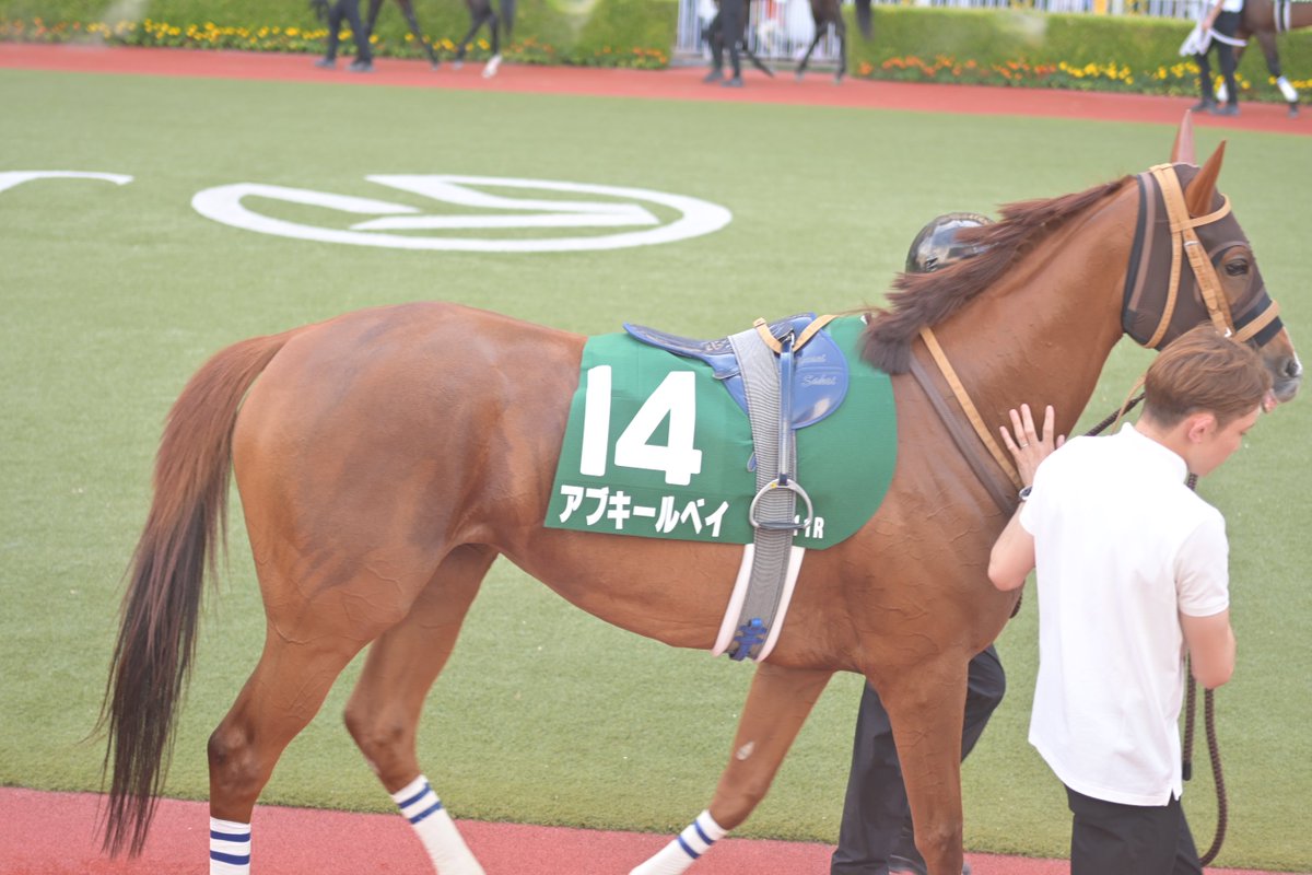 itoaoi_fgmf's tweet image. 北九州記念はね…複勝で少しだけ当たりました✨
芦毛さん可愛い🐴
そして密かに信じてたアブキールベイさん頑張ってくれて嬉しい🐴
ヨシノイースターさんは最大ハンデで頑張りました🐴
ヤマニンアルリフラさんおめでとう🎉
#競馬好きVTuber
#福岡
#新人VTuber