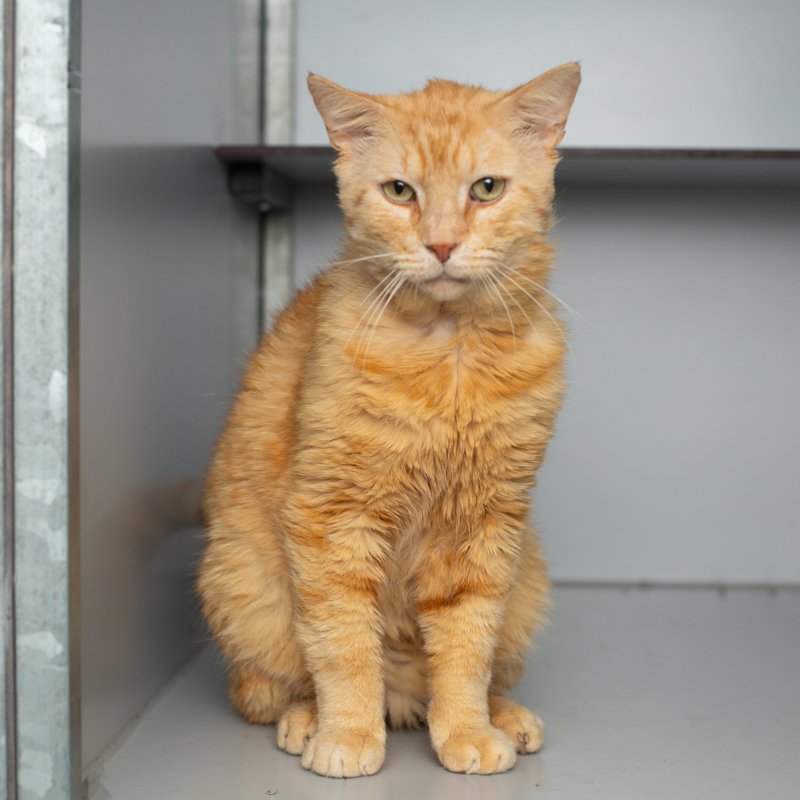 Moos: Een stoere zwerver met een zacht randje zoekt zijn eigen plek 

dierenasielzwolle.nl/adopt/moos/