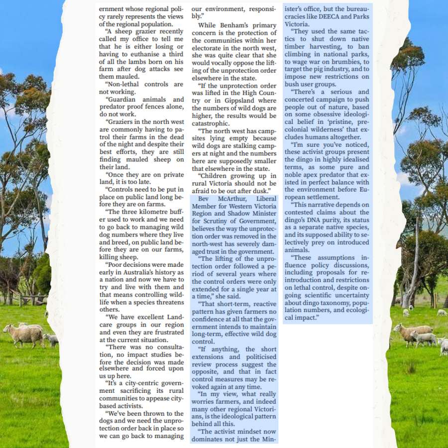 BevMcArthurMP's tweet image. Once again inner-city activists are putting ideology ahead of the practical needs of regional communities. Farmers are not asking for eradication. They are asking for the right to protect their livestock from devastating wild dog attacks. These activists are now suing the…