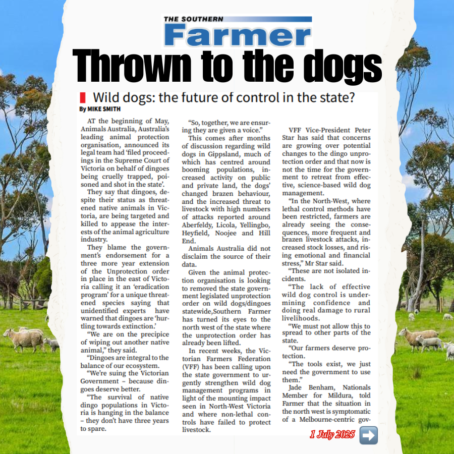 BevMcArthurMP's tweet image. Once again inner-city activists are putting ideology ahead of the practical needs of regional communities. Farmers are not asking for eradication. They are asking for the right to protect their livestock from devastating wild dog attacks. These activists are now suing the…