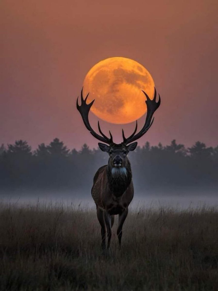 Perfect Moon capture