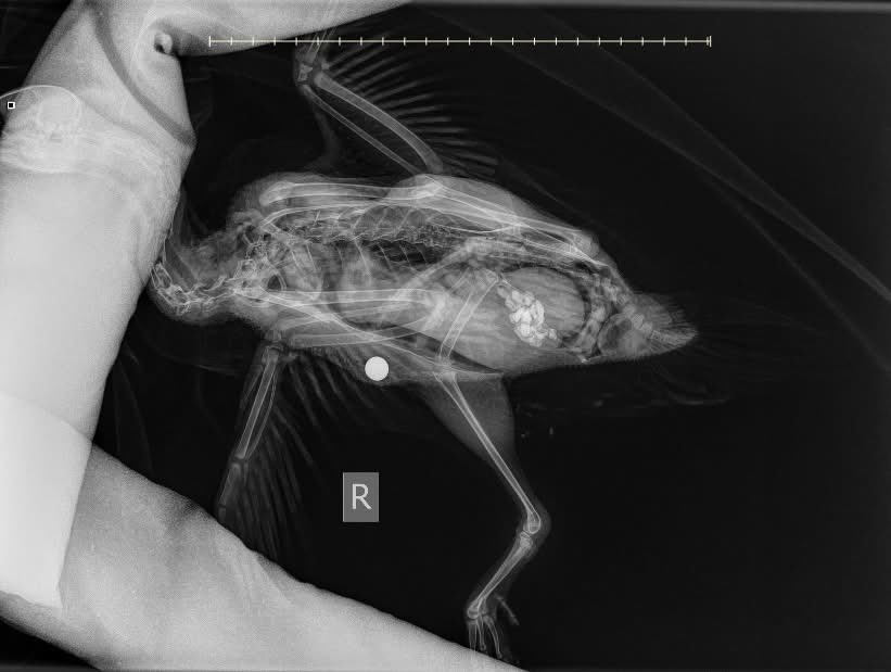 Canterbury City Council tweet media