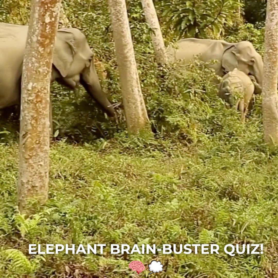 🐘💪 ELEPHANT QUIZ TIME!

Which organ of an elephant weighs the most? 🧐

1️⃣ Digestive system – a 30m salad processor
2️⃣ Trunk – 40,000 muscles, no bones
3️⃣ Skin – thick, wrinkly, and spa‑ready

Drop your guess below 👇

Let’s see who really knows their pachyderm pounds! ⚖️👀