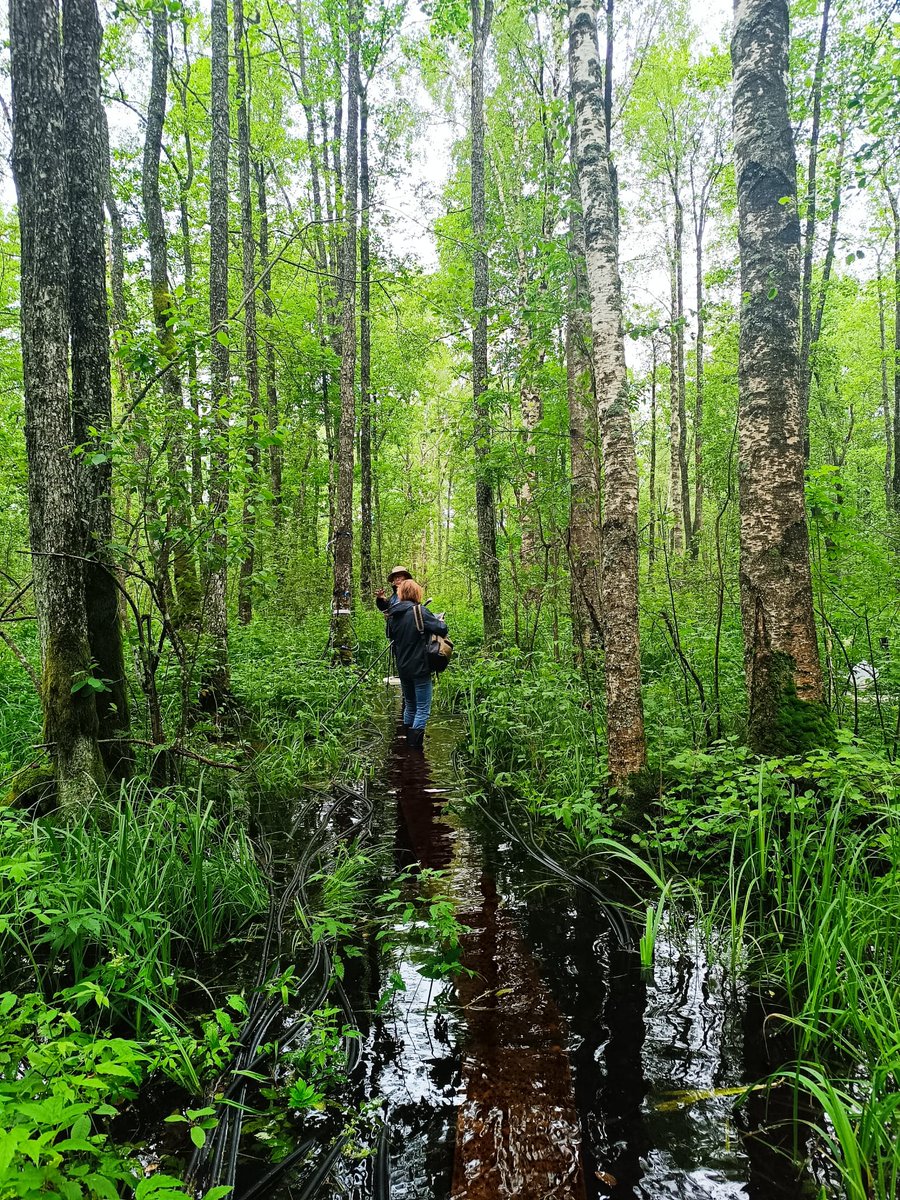 peatlandn2o's tweet photo. 08072025:
After the @peatlandN2O project EKB meeting, we went on a field trip to one of the research stations in #Siniküla. It was a challenging yet rewarding experience!
 @unitartu @ERC_Research #ÜloManderHappy https://t.co/TkSsAZXnDw