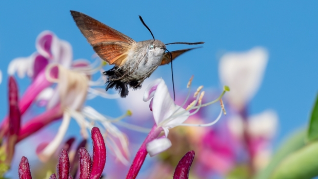 Tuinvlindertelling komt er weer aan  -  actiefonline.nl/l/65940