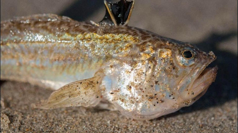 LifewatchBE's tweet image. The @LifeWatchVLIZ SeaWatch‑B reports a 7× surge in venomous lesser weever fish along the Belgian North Sea! With waters already at 20–22 °C this early summer, stings are more likely.
@VLIZnews
#marinecitizenscience
👉lifewatch.be/news/sevenfold…