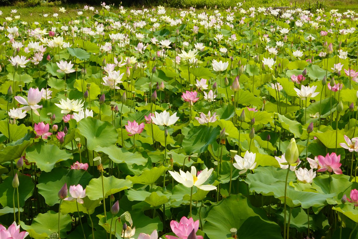 _Lucciora_'s tweet photo. 豊川 蓮の花
#豊川 #蓮の花 https://t.co/s09nuQzkfr