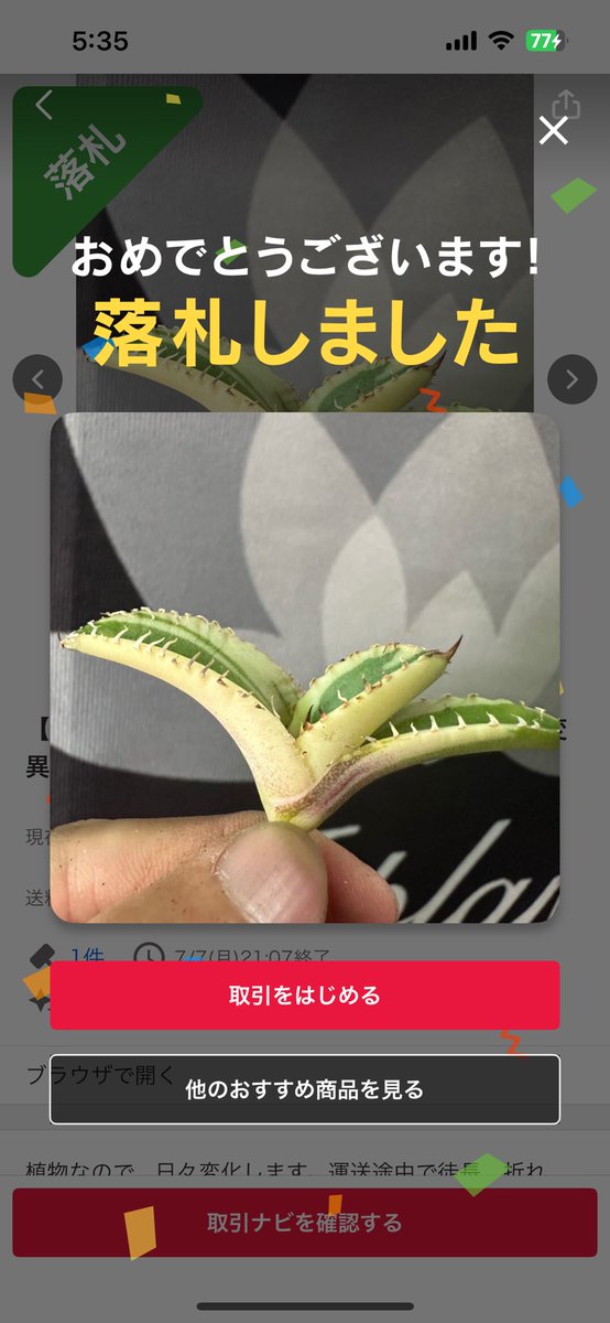 ホークアイに引き続いてネームド斑入りの追加だぜ⭐️