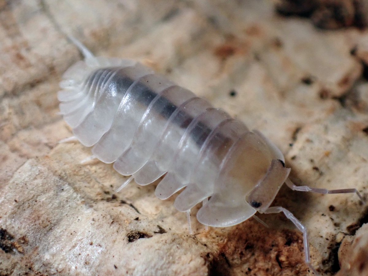 レッドスカートのなんか透明感あるやつ