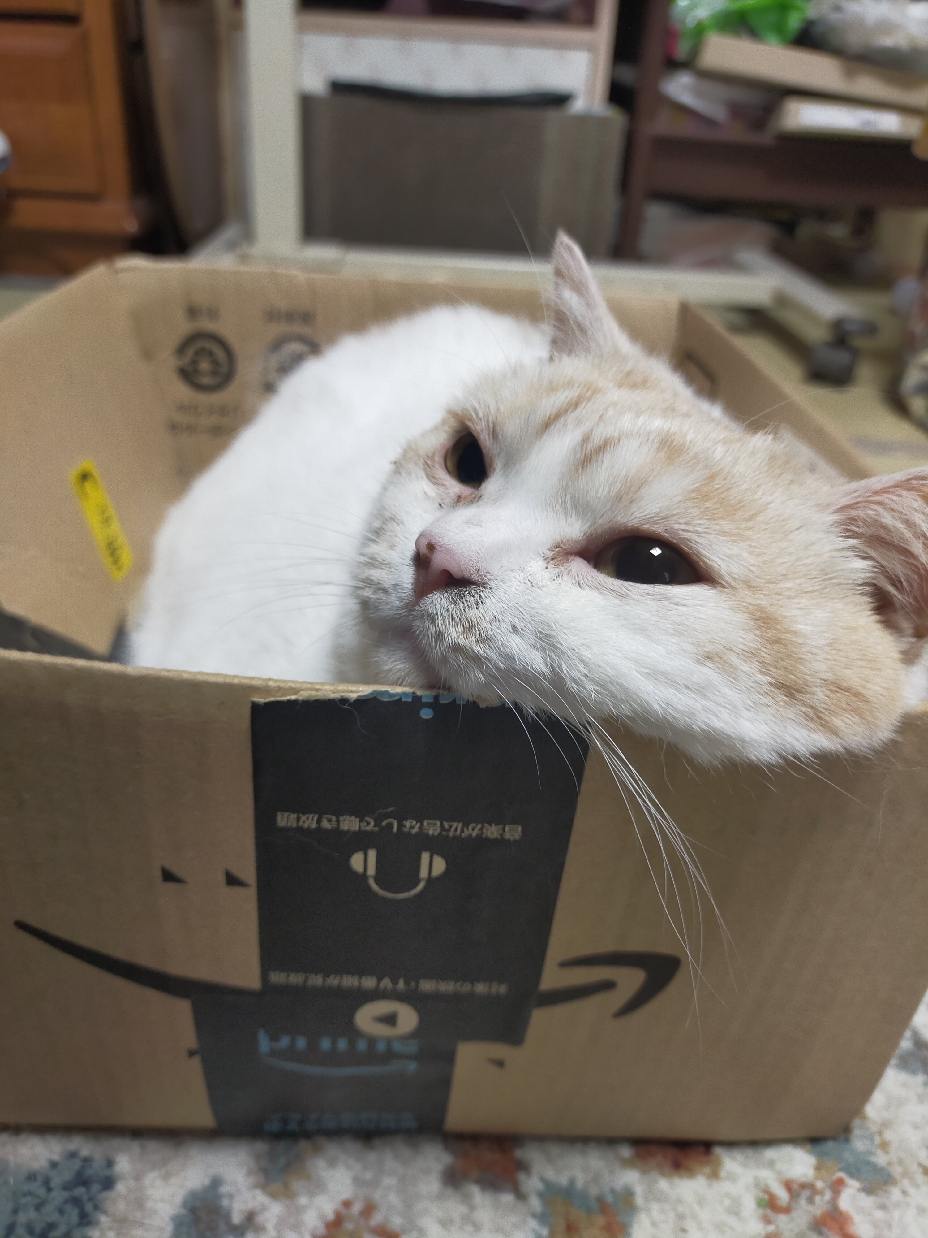 まさねこ まさまさ(猫) on X: 