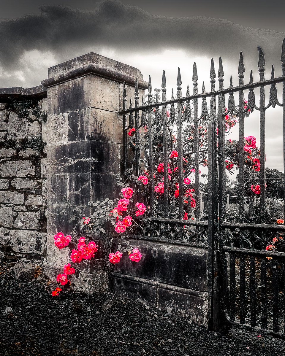 GM, everyone.

Behind this weathered iron gate in County Clare, Ireland, wild Irish Roses fight to break free — their bright blooms pushing past the cold, grey bars in a quiet act of defiance.

I made this artwork to capture that powerful moment when something beautiful refuses