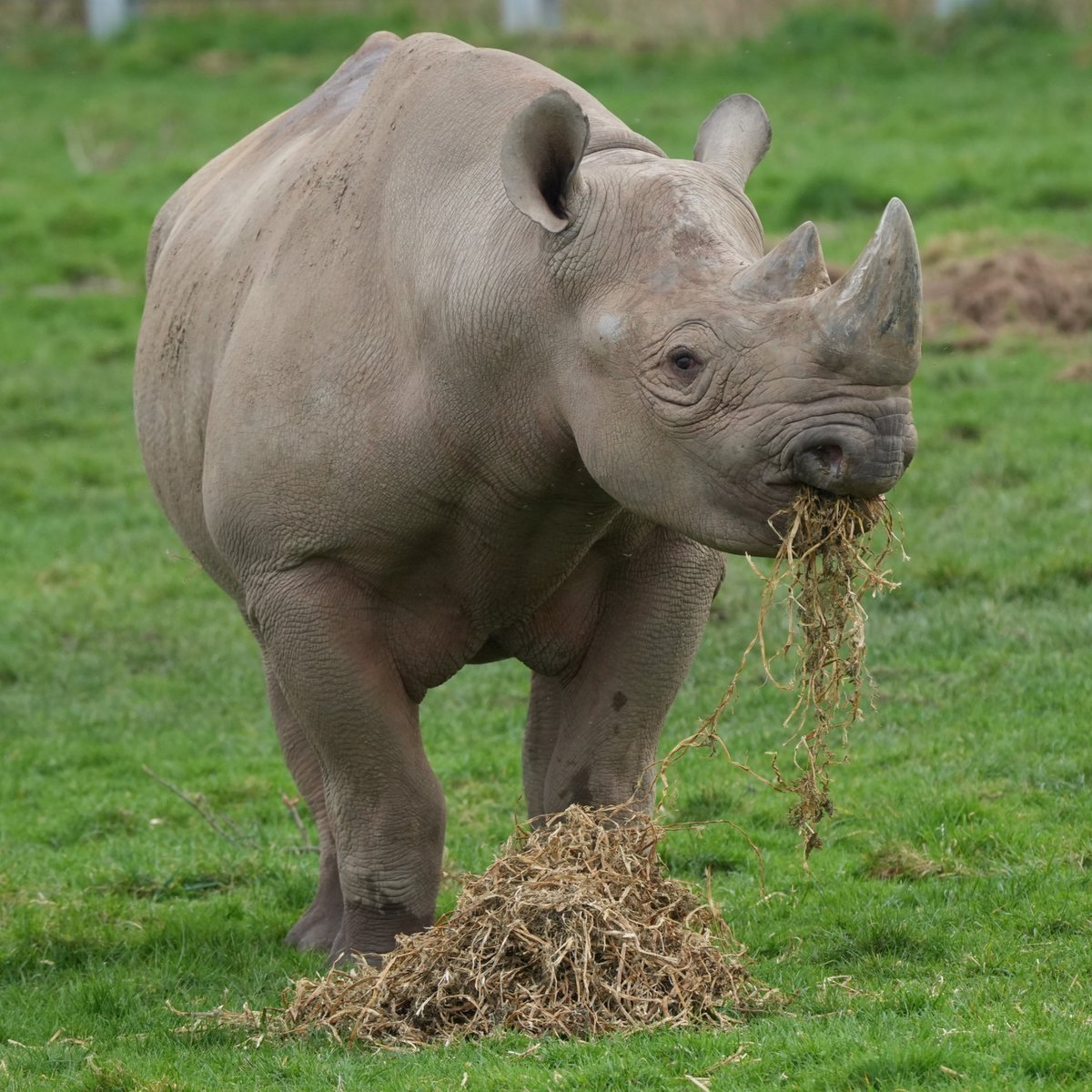 訃報：英、ヨークシャー ワイルドライフ パークにいるヒガシクロサイ、ヨーロッパ最長寿オスのJasper(33歳)が先週木曜日に加齢による治療も悪化し、安楽死しました。
チェコで生まれ、ドイツ2か所、イギリスを含めて移動し、11頭の子供をもうけました。
その1頭は、横浜ズーラシアのアキリ♀です。