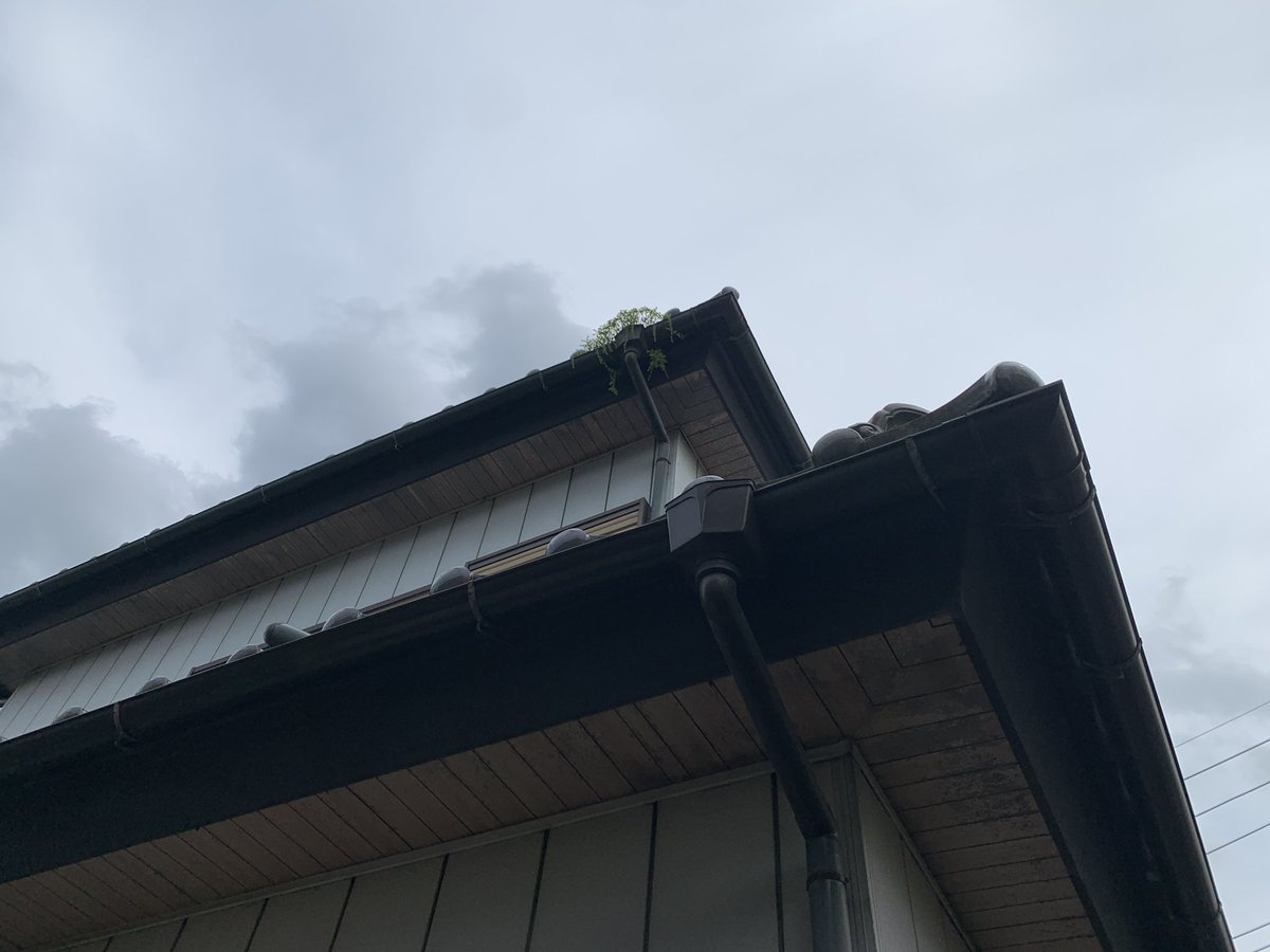 nyannote_benri's tweet photo. 先日は埼玉県蓮田市にて
「自宅2階の雨樋に草が生えてしまっているので
雨が降ったら流れるかが心配…」ということで
集水器付近2箇所除草清掃してきました！

今回、家の敷地からは幅や足場の都合上
とても梯子がかけれなそうで
かけられても危険と判断をし
屋根に登って作業をすることにしました。 https://t.co/zMiHCOXzQS