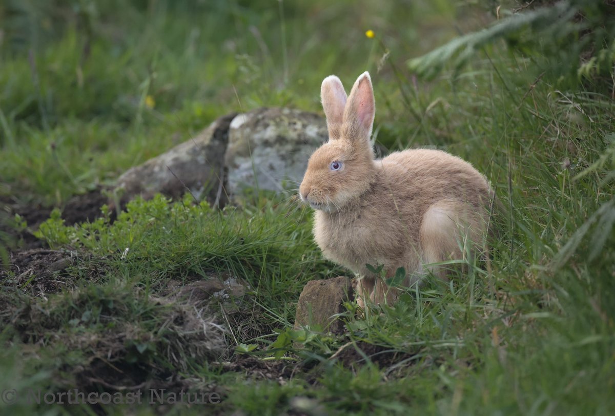 (giorria sléibhe Éireannach) very rare golden Irish Hare leveret, Rathlin Island. Co Antrim. <a href="/mcaleese_anne/">YpamAnnie</a> <a href="/CanonUKandIE/">Canon UK and Ireland</a> <a href="/JakkiMoores/">Jakki Moores 📸</a> <a href="/barrabest/">Barra Best</a> <a href="/RSPBNI/">RSPB NI</a> <a href="/_Stickybeak/">Rathlin Stickybeak</a> <a href="/VeighDermot/">dermot Mc Veigh</a> <a href="/LIFERathlin/">LIFE Raft</a>
