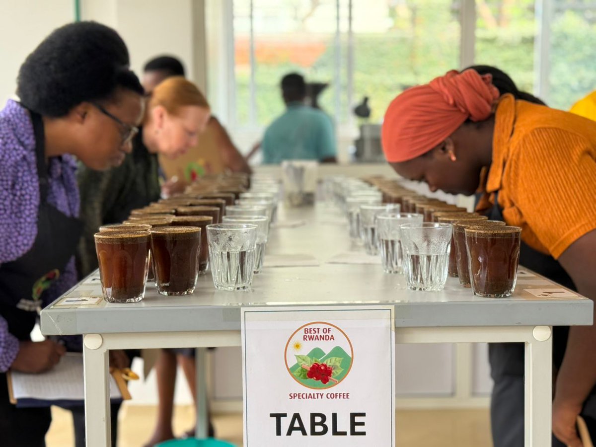 RwandAgriExport's tweet image. 🔥 The competition heats up!
We're in the pre-selection stage of the Best of Rwanda Coffee competition 2025.
Cuppers are evaluating coffees from across #Rwanda to find the best of the best beans.
Stay tuned as we journey towards crowning Rwanda’s top specialty coffee for 2025.