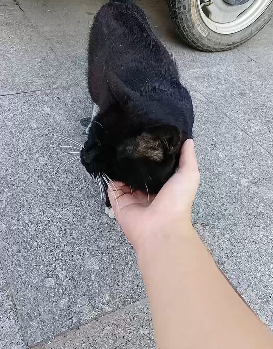 又碰到爵士豪猫了