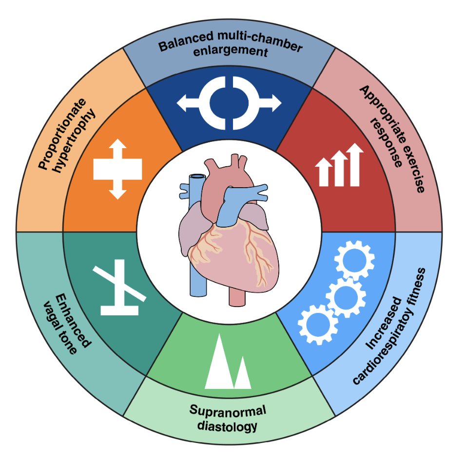 J. Sawalla Guseh, M.D. (@jsawallagusehmd) on Twitter photo What makes the athlete’s heart unique?
In our new review, we trace its origins, hallmarks, and the physiology that powers elite performance.
From supranormal diastology to molecular remodeling—this is a phenotype worth knowing.
bit.ly/3Gor9Lp
cc: <a href="/PNelsonHsieh/">P. Nelson Hsieh MD, PhD</a> What makes the athlete’s heart unique?
In our new review, we trace its origins, hallmarks, and the physiology that powers elite performance.
From supranormal diastology to molecular remodeling—this is a phenotype worth knowing.
bit.ly/3Gor9Lp
cc: <a href="/PNelsonHsieh/">P. Nelson Hsieh MD, PhD</a>