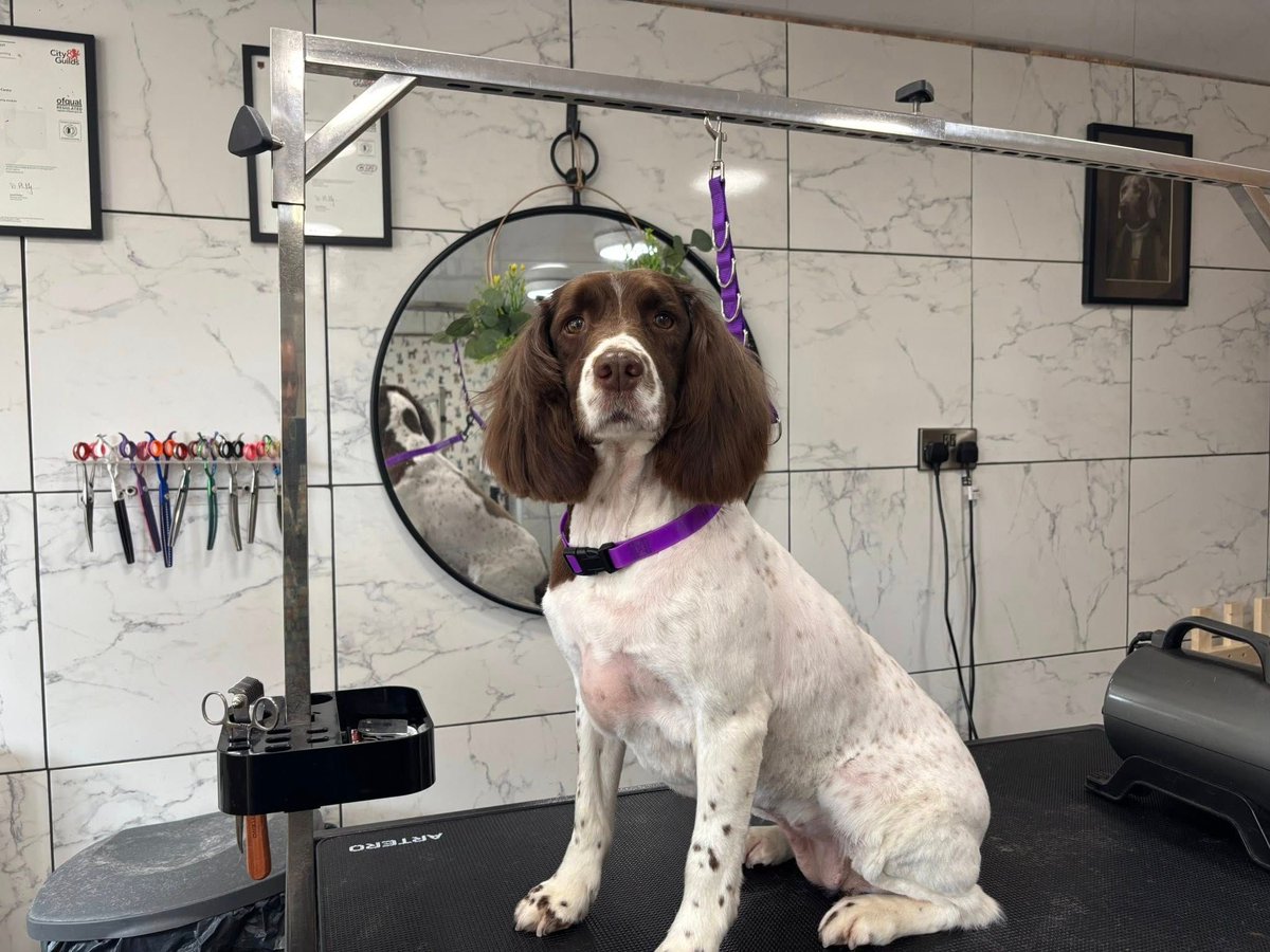 WeAcceptPets's tweet image. 🛁 Pamper your pooch at Woodview Caravan Site 🛁

While guests relax, explore the local area, or enjoy a leisurely meal, their dogs can enjoy some well-deserved pampering thanks to the on-site grooming services.

Accepts🐶🐈
weacceptpets.co.uk/Staffordshire/…

#DogFriendlyStays #DogGrooming