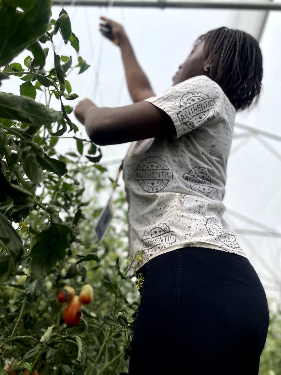 Every day on the farm is a lesson. From pest control to plant health, hands-on experience is shaping us into the next generation of agri-leaders.
Learning by doing because the future of food depends on it. 
#YouthInAg #SmartFarming #GreenhouseLife