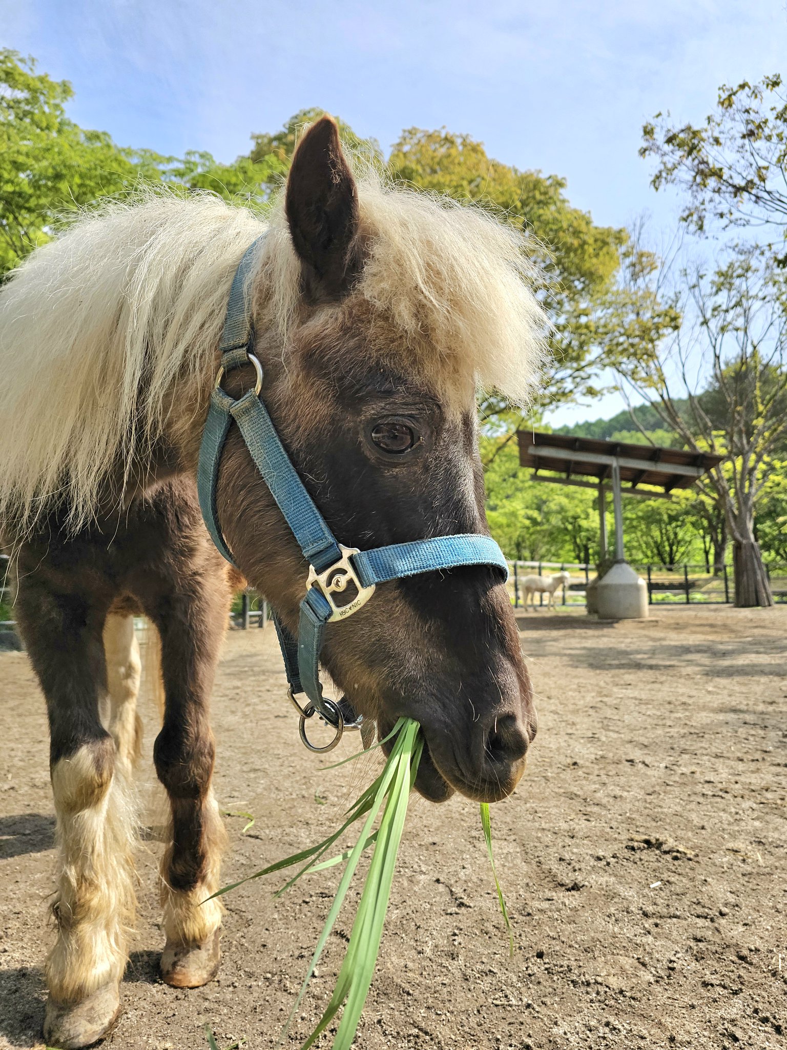 盛岡市動物公園 ZOOMO on X: 